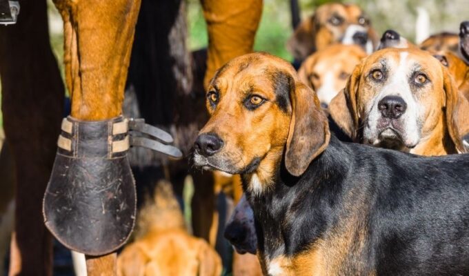 Cách chăm sóc chó Gończy Polski từ 1-2 tháng tuổi: Bí quyết nuôi dưỡng cho bé cún