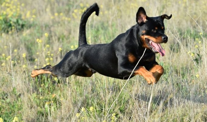 Cách chăm sóc lông cho chó Gończy Polski: Bí quyết nuôi lông đẹp